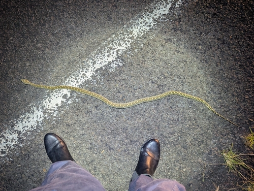 Coastal Carpet Python sighting