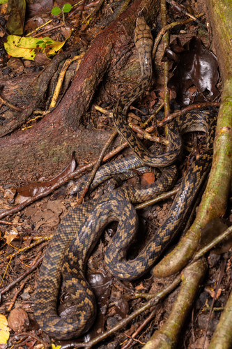 Australian Scrub Python sighting