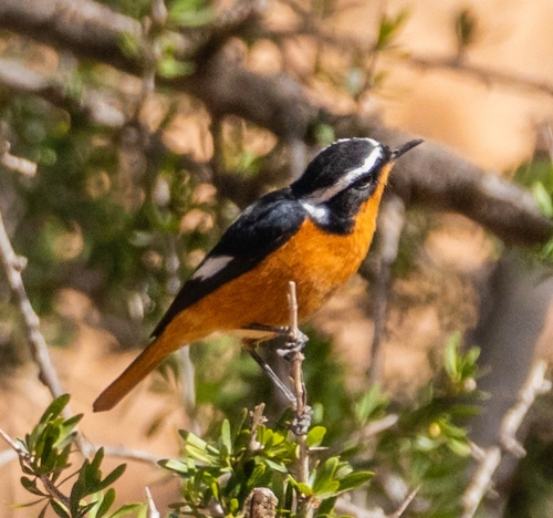 Moussier's Redstart