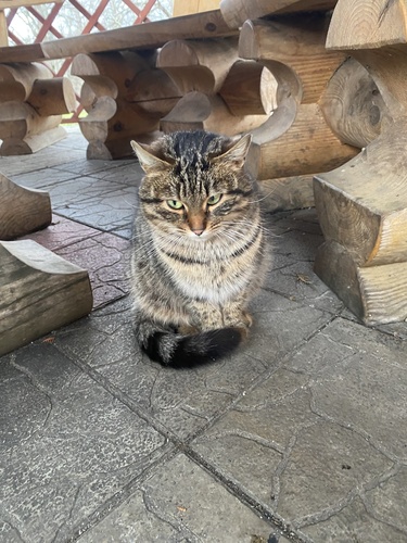 Domestic Cat