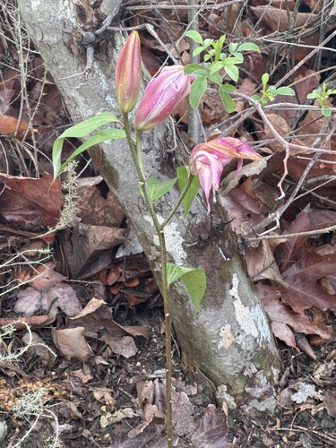 iNaturalist observation photo of Plants
