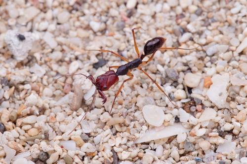 佛罗伦萨大齿猛蚁Odontomachus floresensis