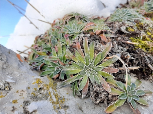Saxifraga hostii