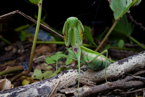Hierodula quinquepatellata Werner, 1911