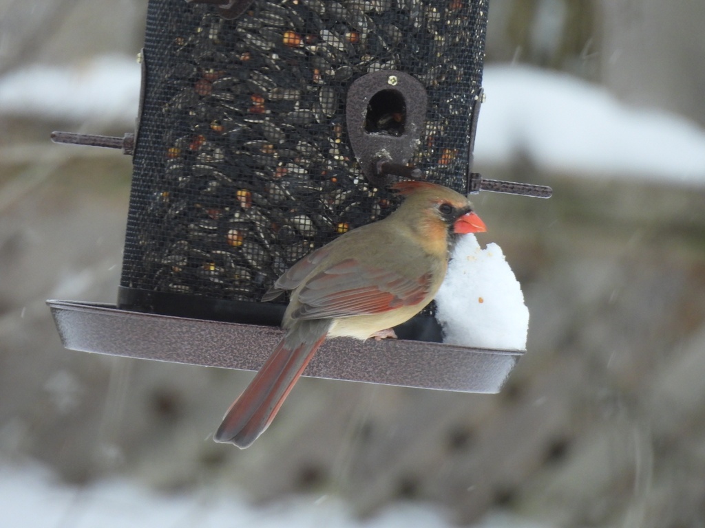 February Cardinal Northern Cardinal in February 2025 by Robin · iNaturalist