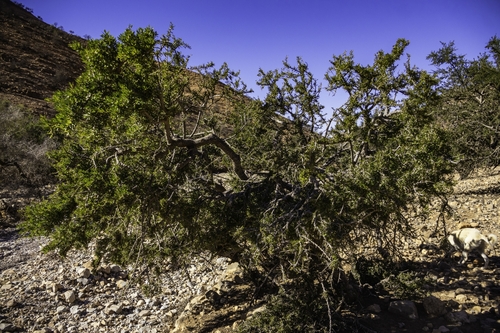 Argan tree