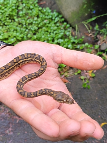 Coastal Carpet Python sighting