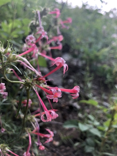 Ipomopsis aggregata ssp. attenuata