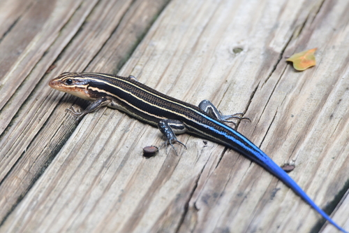 Broad-headed Skink