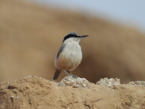 Eastern Rock Nuthatch