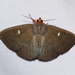 Calesia fuscicorpus - Photo (c) Rachit Pratap Singh, todos los derechos reservados, subido por Rachit Pratap Singh