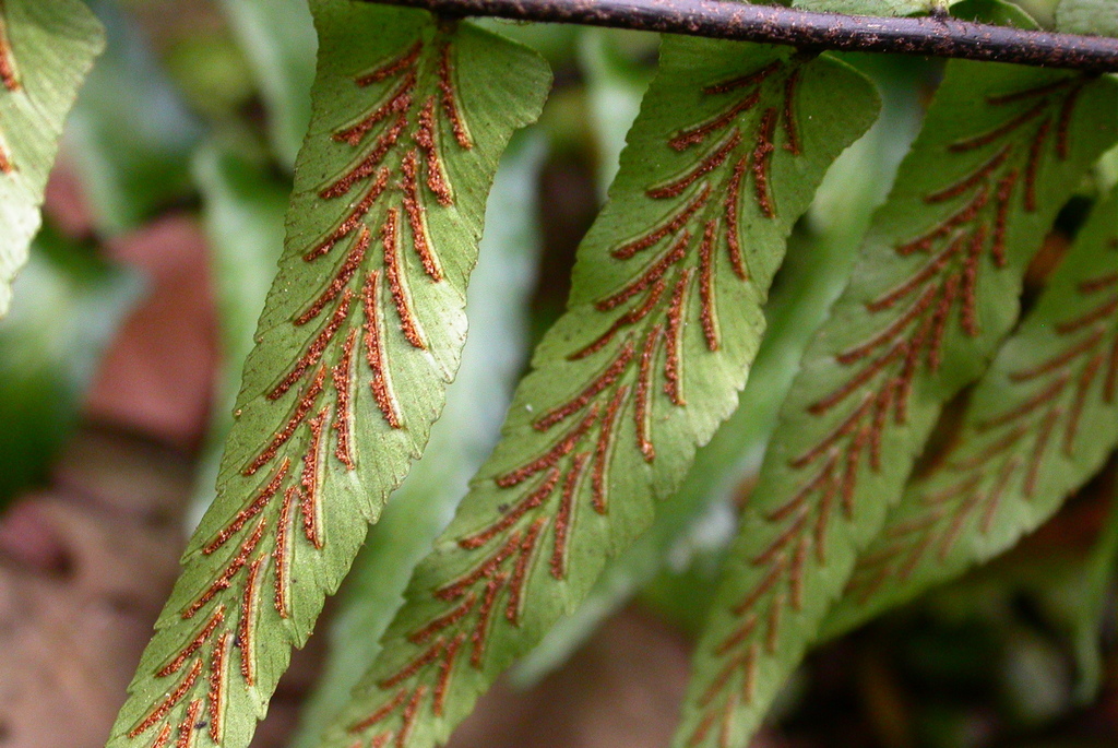 Asplenium longissimum (Asplenium longissimum)