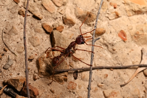 二分牛蚁Myrmecia dimidiata