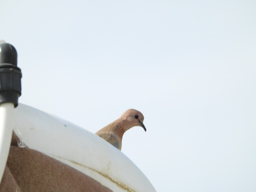 Laughing Dove