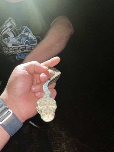 Coastal Carpet Python sighting