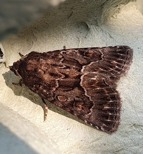 Straw Underwing