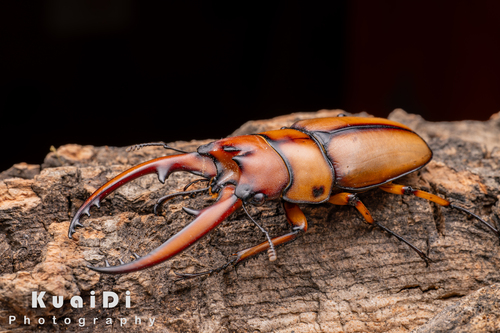 Prosopocoilus astacoides blanchardi