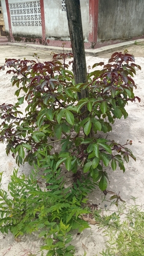 Bellyache Bush
