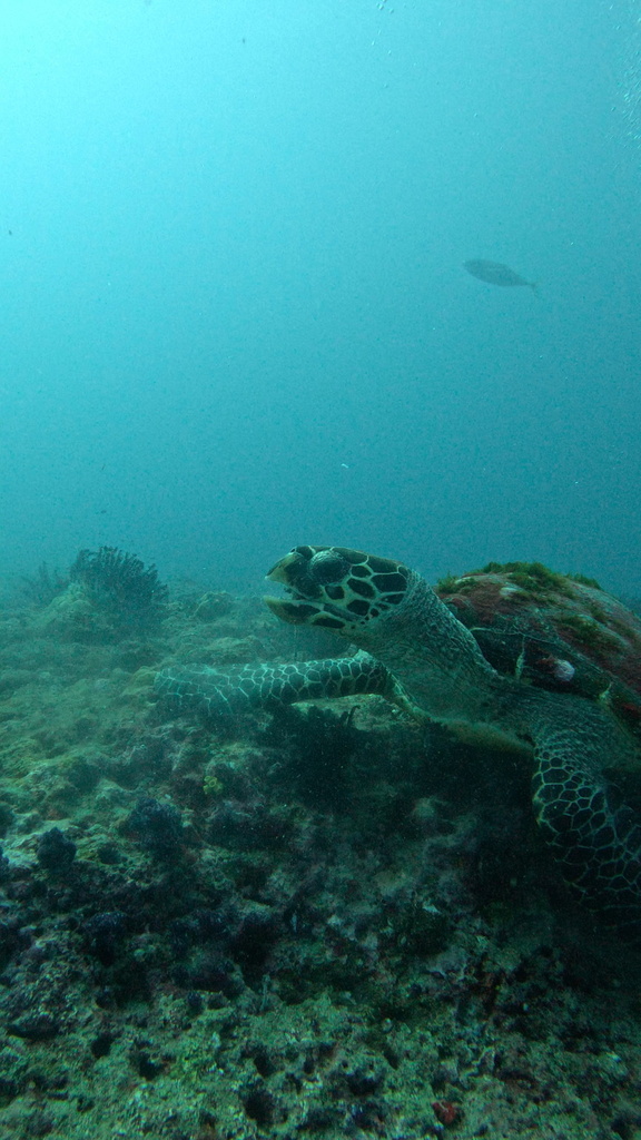 Hawksbill turtle
