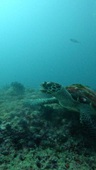Hawksbill turtle