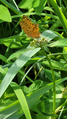 Common Leopard