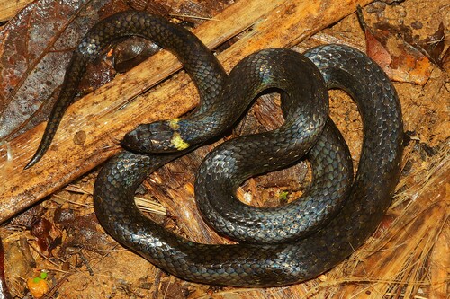 Compsophis vinckei