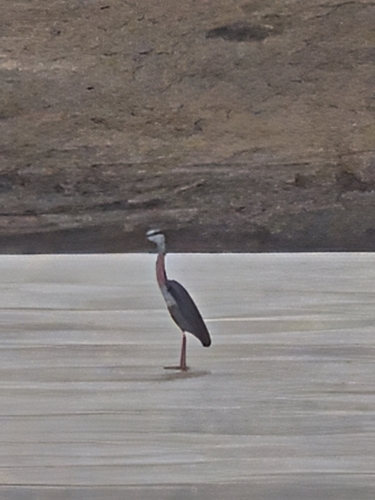 Grey Heron