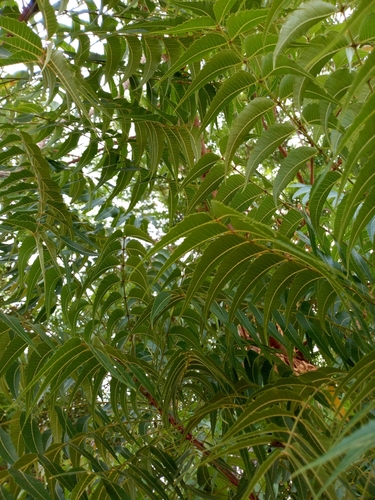 Neem