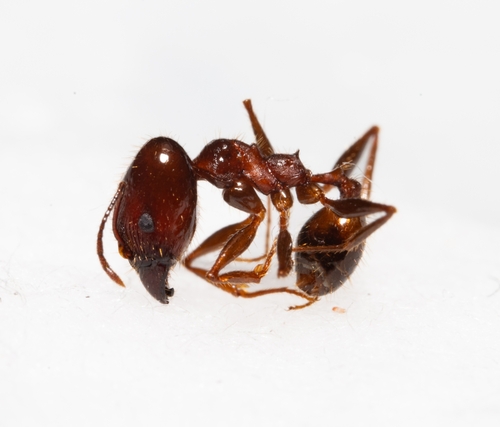 Pheidole oxyopsPheidole oxyops