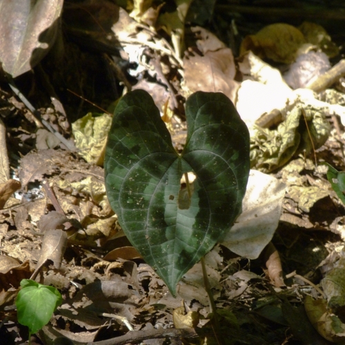 variegated monkey ball vine