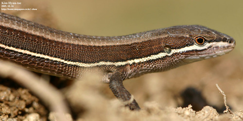 Mountain Grass Lizard