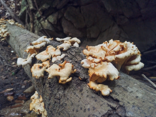 Favolus brasiliensis
