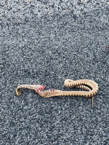 Woma Python sighting