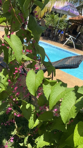Coral Vine