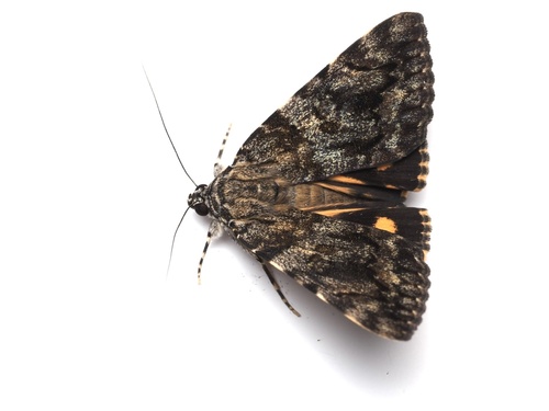 Catocala hyperconnexa