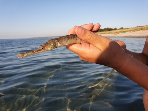 Greater Pipefish