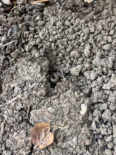 iNaturalist observation photo of Ring-necked Snake