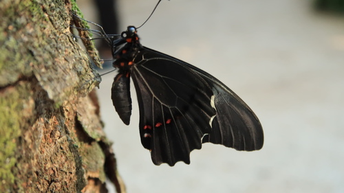 pink-spotted swallowtail