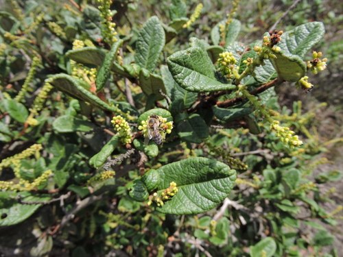 Coccoloba acrostichoides