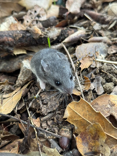 iNaturalist observation photo of North American Deer Mice