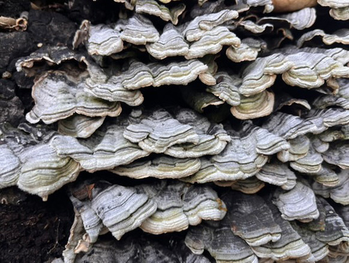 iNaturalist observation photo of Stereum fasciatum