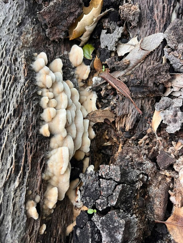 iNaturalist observation photo of Stereum