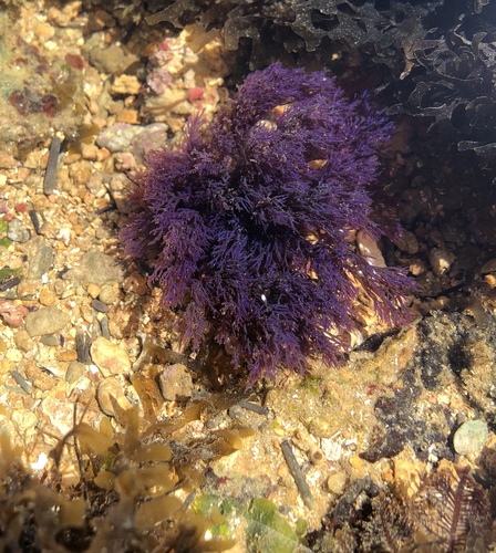 Ochtodes secundiramea