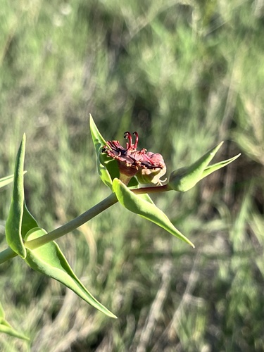 Euphorbia monteiroi ssp. monteiroi