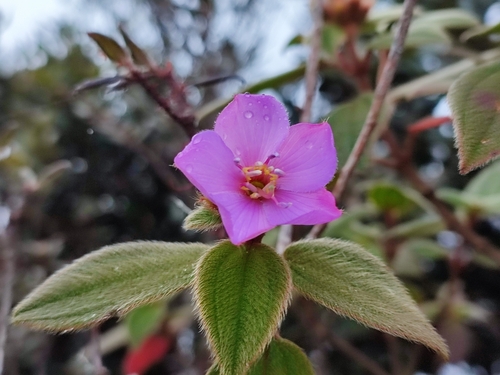 Melastoma bensonii