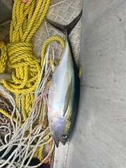 Yellowfin Tuna