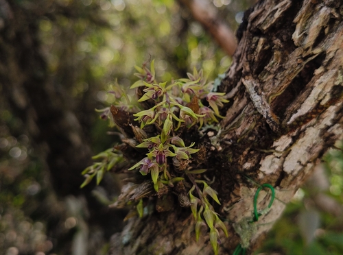 Dendrobium proteranthum