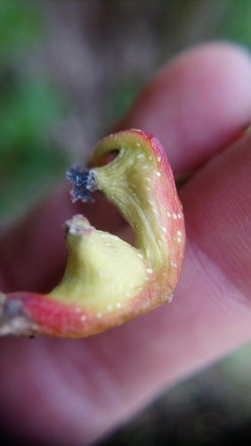 Poplar Gall Aphid