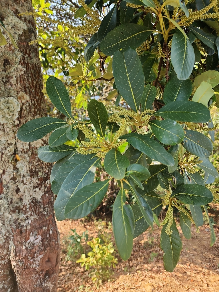 Mexican Pepperbush from Guerrero on February 16, 2025 at 09:19 AM by ...