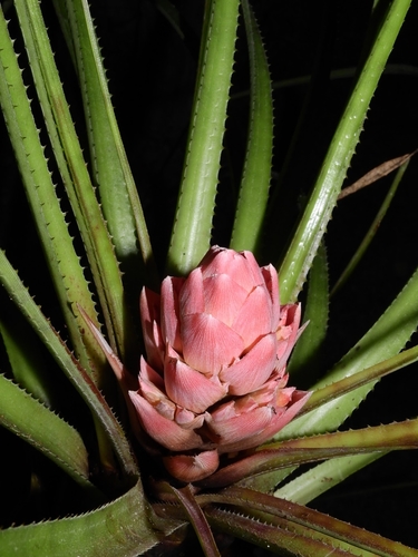 Aechmea longifolia · iNaturalist